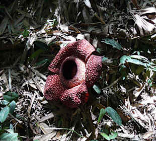 Rafflesia