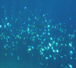 Indopazifische Sergeants