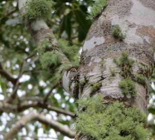 Sir Seewoosagur Ramgoolam Botanical Garden / Pamplemousses B