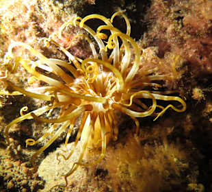 Foto-Tauchen auf Teneriffa mit Martin Majewski