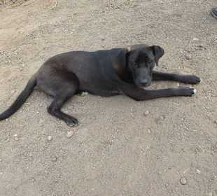 Einen Wachhund gab es auch