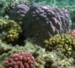 Korallenriff Fantasy