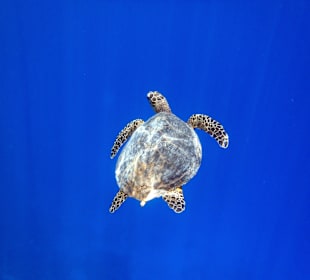 Schildkröte Hausriff