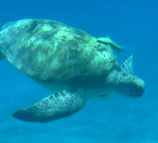 Meeresschildkröte mit Begleitern