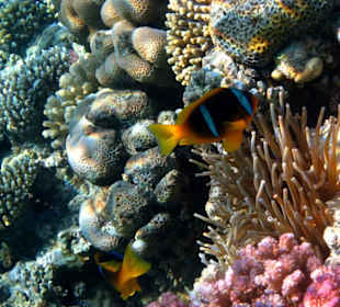 Hausriff Hotel Fort Arabesque