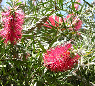 Blandys gardens