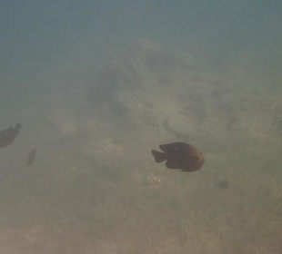 Kleiner Korallenriff vom Rettungsschwimmerturm