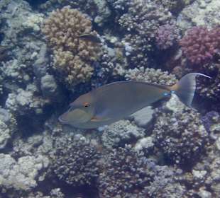 Schnorcheln Makadi Bay