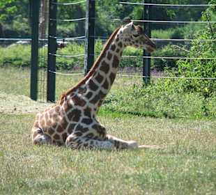 Giraffe