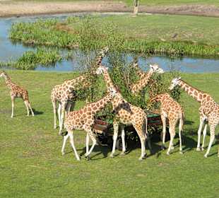 Giraffen beim fressen