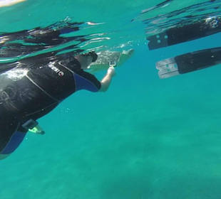 Mit Schildkröten schwimmen Abu Dababb