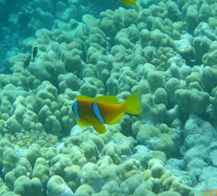 Schnorcheln Makadi Bay