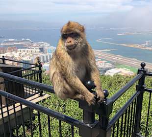 Ausflug nach Gibraltar