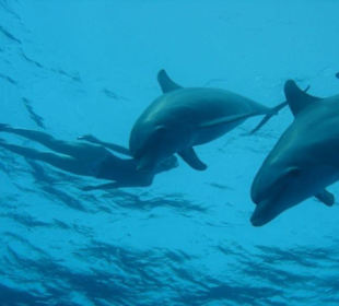Delfinschwimmen in Hurghada 