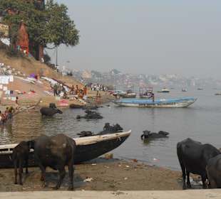 Tiere baden und Wäsche waschen, alles am Ganges