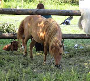 Festivalului Etnografic al Comunităţilor Răstolița