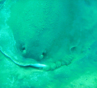 Großer Stachelrochen am Hausriff