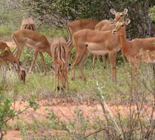 Impalas