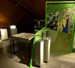 Exponate des Universums