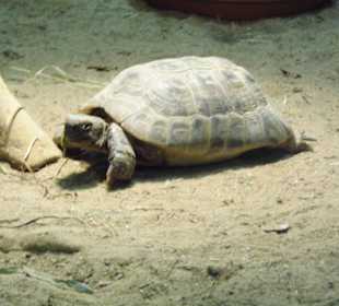 WildparkImpression September 2013