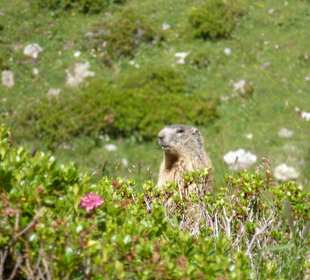Murmeltier bei der Jagdhausalm