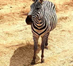 Geführte Touren Paradies Safari