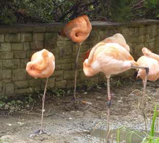 Flamingos