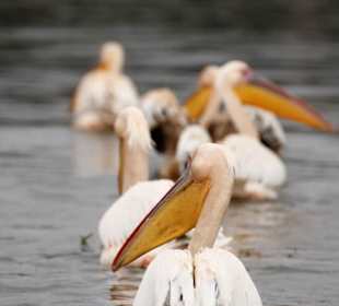 Bootsfahrt auf dem Lake Naivasha