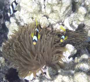 Hey Nemo 