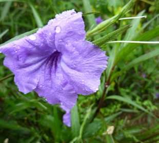 Tropical River Tour  – Oktober 2014