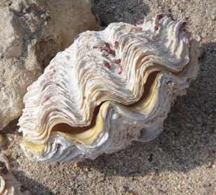 Mördermuschel ausserhalb des Hotelstrandes