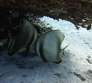 Schmetterlingsfische