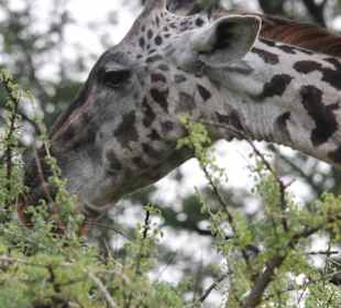 Masai Giraffe