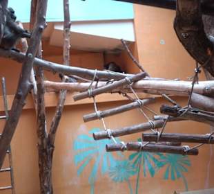 Tierpark Hellabrunn - Welt der Affen