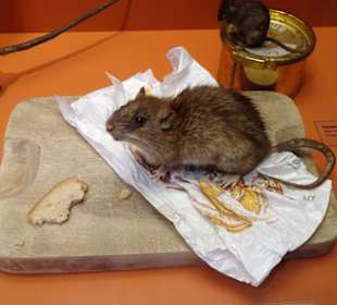 Naturwissenschaftliches Museum