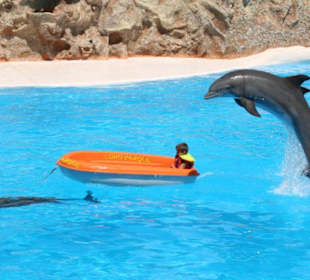 Delphin-Show im Loro Parque