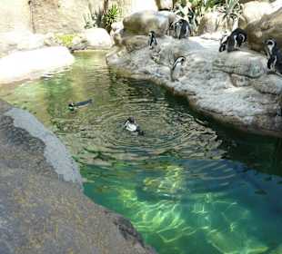 Humboldt Pinguin