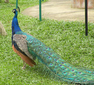 Bali Bird Park & Rimba Reptil