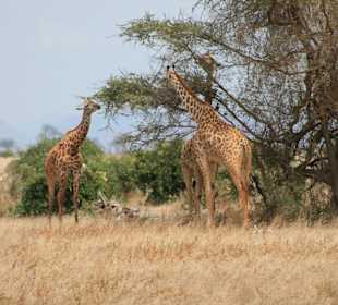 Eindrücke im Tsavo Ost; Giraffen beim Lunch