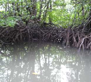 Mangroven ohne Ende