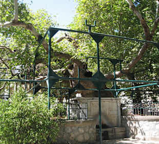 Der Baum des Hipokrates