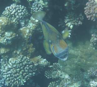 Grüner Drückerfisch nahe Gorgionia Beach