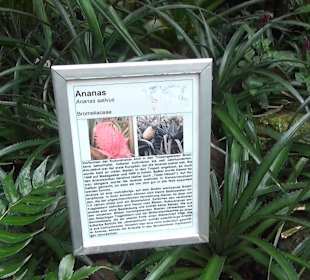 Tropicarium - Feuchte Tropen