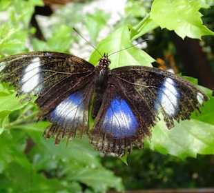 Rundgang durch den Jardin des Papillons