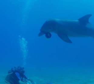 Tauchgang mit Delfin