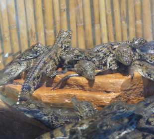 Krokodilbabys