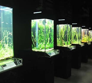 Die Aquarien