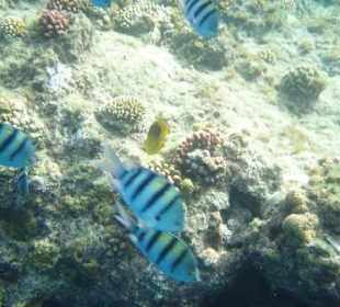 Fische