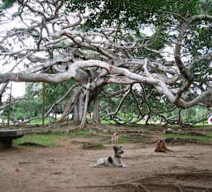 Wurzeln des Ficus Benjamini