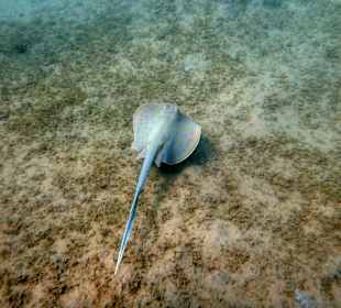 Unterwasserfoto am Hausriff